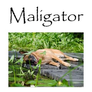 Belgian Malinois Maligator