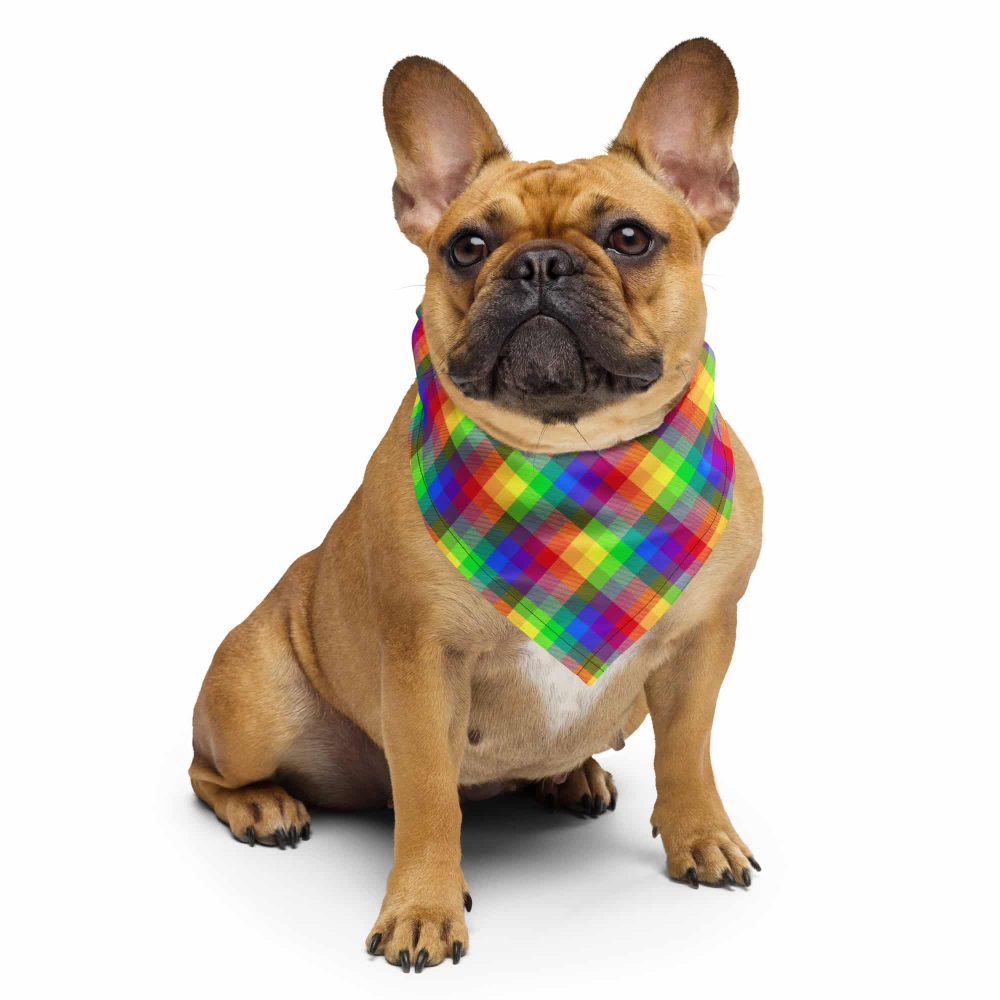 rainbow pride plaid bandana on a French Bulldog